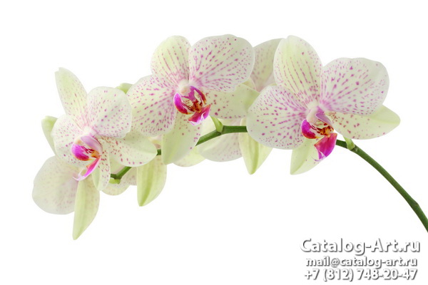 Натяжные потолки с фотопечатью - Белые орхидеи 22